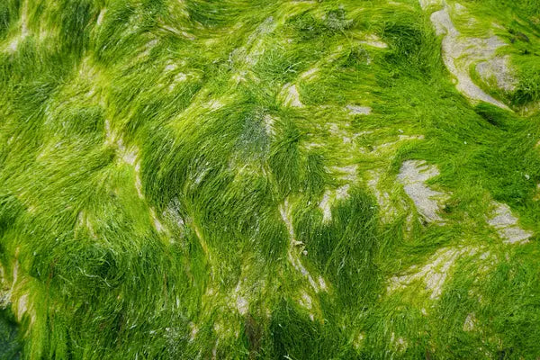 Chlorella